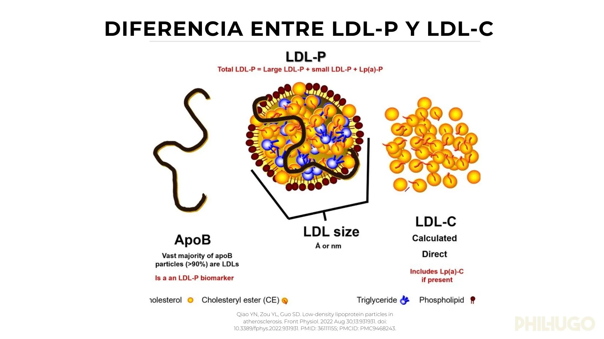 ldl_colesterol_phil_hugo_3