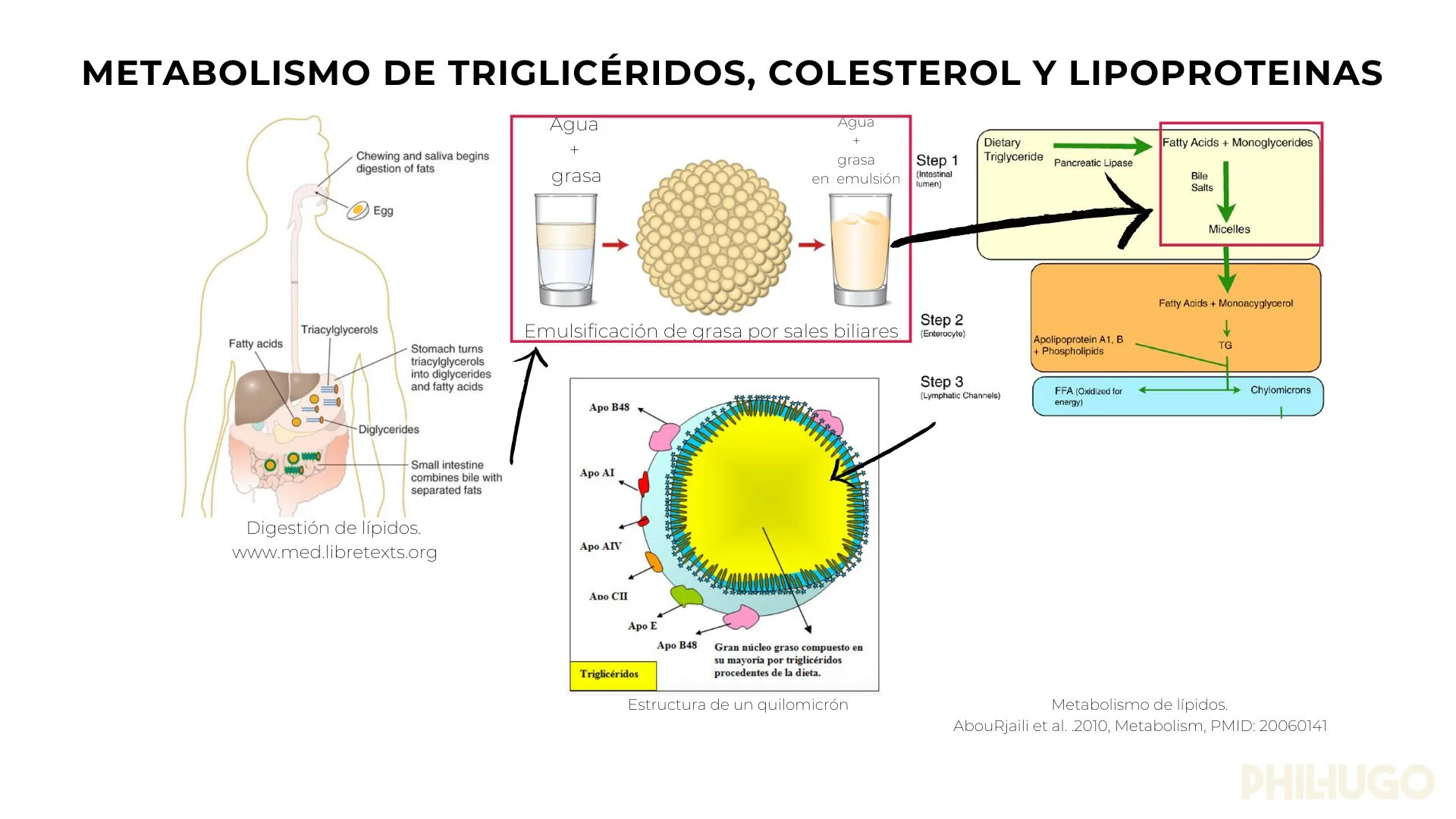 ldl_colesterol_phil_hugo_4