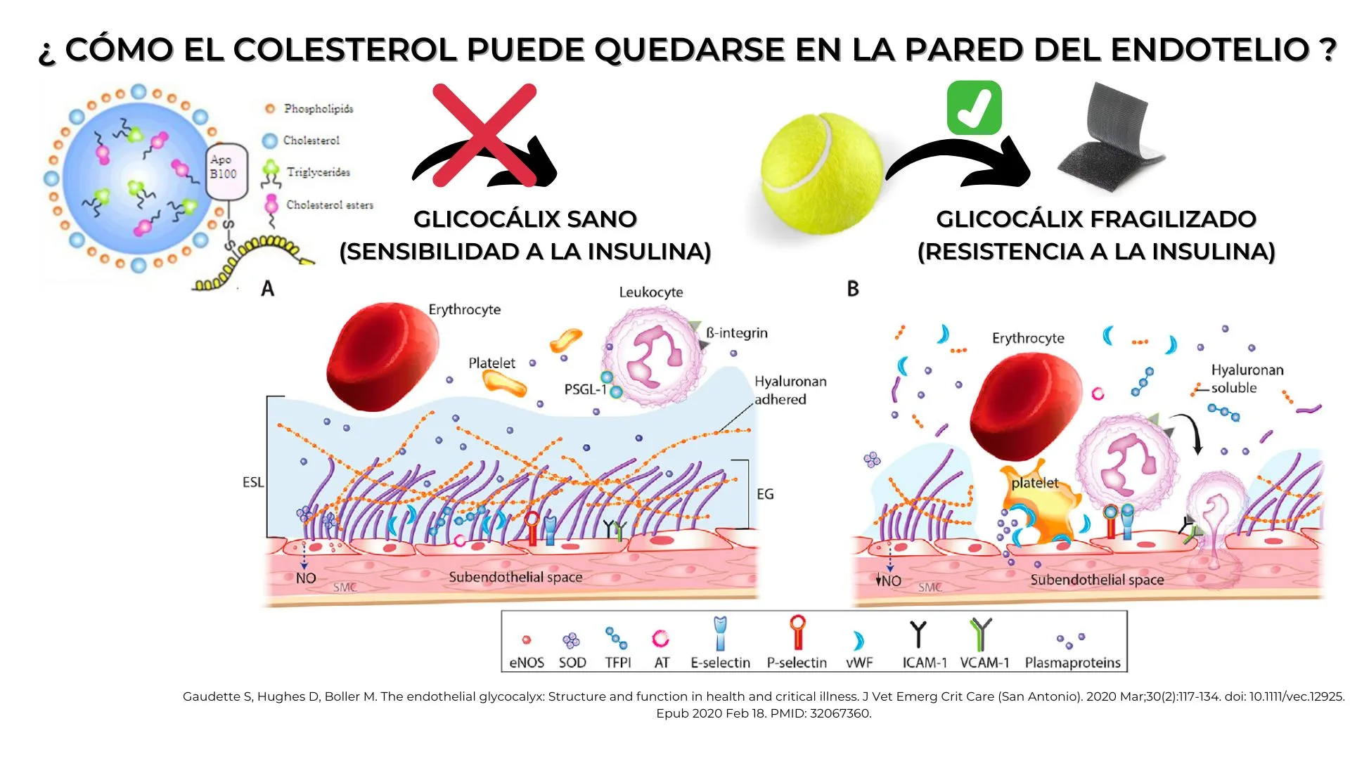 ldl_colesterol_phil_hugo_5